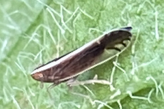 Stenocranus brunneus