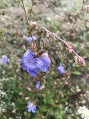 Cichorium intybus intybus
