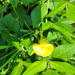 Vigna luteola