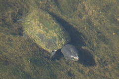 Sternotherus minor