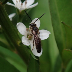 Lasioglossum