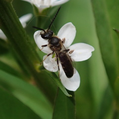 Lasioglossum