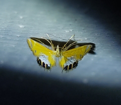 Nymphicula trimacula