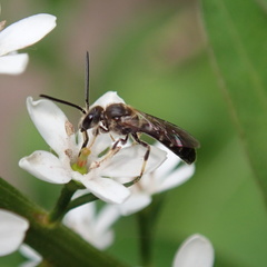 Lasioglossum