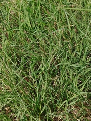 Bouteloua dactyloides