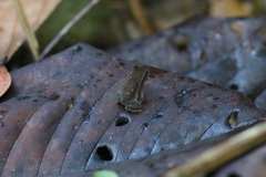 Rhinella proboscidea