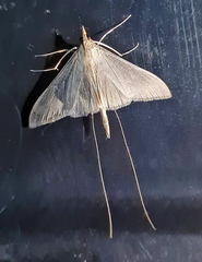 Neadeloides cinerealis