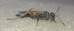 Chalybion femoratum