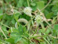 Trifolium retusum