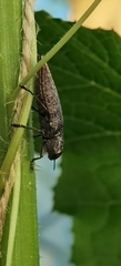 Dicerca divaricata