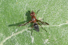 Tritoxa cuneata