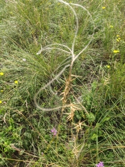 Stipa tirsa