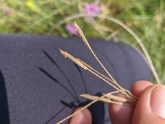Stipa tirsa