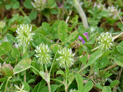 Trifolium retusum