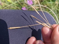 Stipa tirsa
