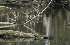 Pseudemys concinna suwanniensis