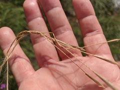 Stipa tirsa
