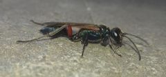 Chalybion femoratum