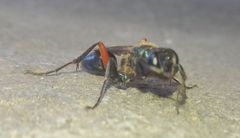 Chalybion femoratum