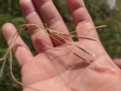 Stipa tirsa
