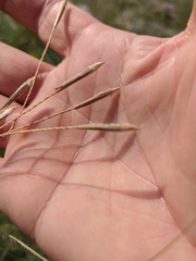 Stipa tirsa