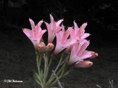 Alstroemeria ligtu ligtu