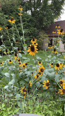 Rudbeckia maxima