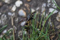 Paranthrene tabaniformis