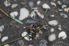 Paranthrene tabaniformis