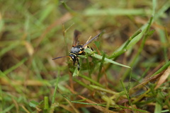 Paranthrene tabaniformis