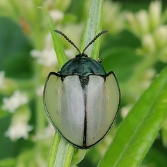 Echoma clypeata