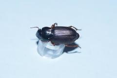 Harpalus griseus