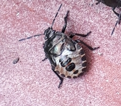 Rhacognathus punctatus