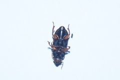 Harpalus griseus