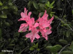 Alstroemeria ligtu ligtu