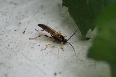 Ichneumon xanthorius