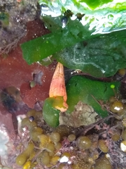 Styela montereyensis