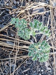 Oreonana vestita