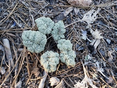 Oreonana vestita