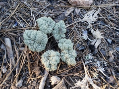 Oreonana vestita