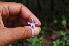 Campanula aurita