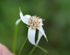 Rhynchospora colorata image