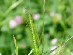 Hordeum secalinum