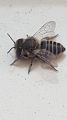 Megachile