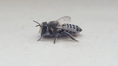 Megachile