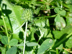 Trifolium squamosum