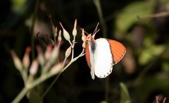 Colotis annae