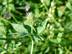 Trifolium squamosum