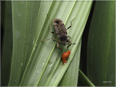 Elasmolomus squalidus