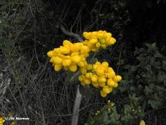 Calceolaria integrifolia